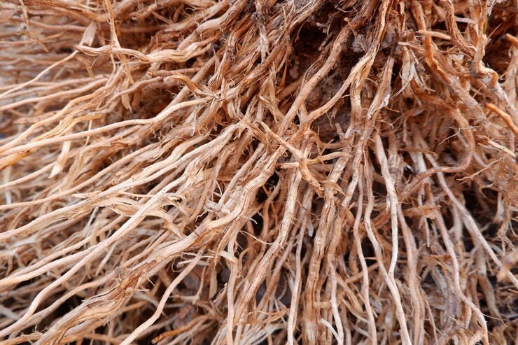 full-frame-shot-dry-plants_1048944-21704723